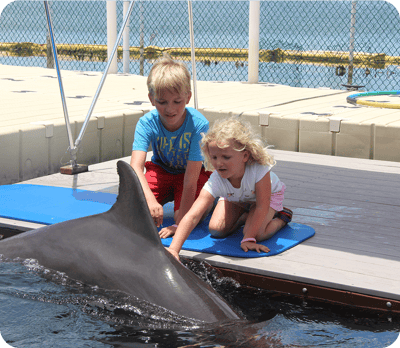 Dolphin Encounters In Key Largo | Dolphins Plus